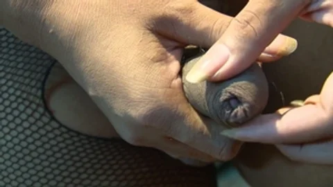 third world media movies: Cookie's Wet, Wild and Wicked Ride