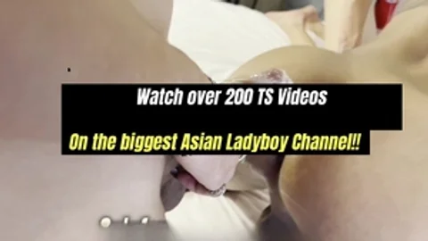 Big Tit Shemales Go Bareback